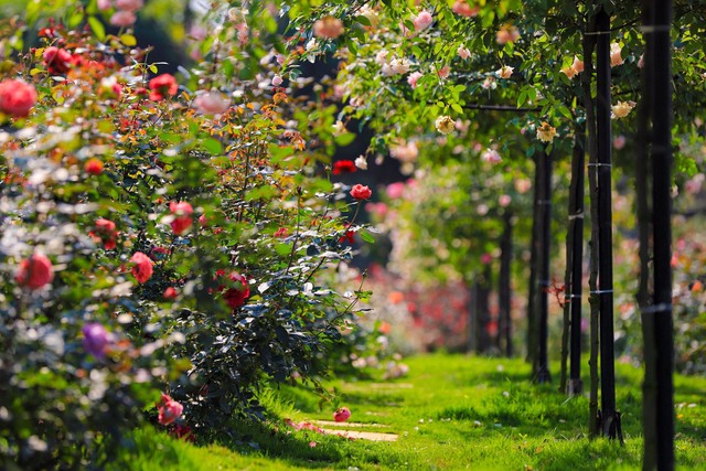 Khám phá vườn hoa hồng rộng 6.000m2 tại Hà Nội - Ảnh 7.