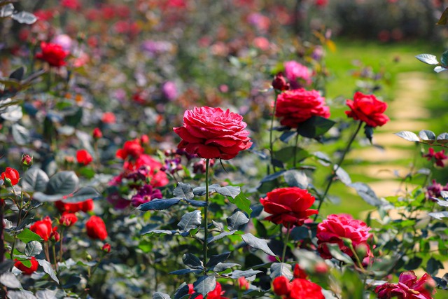 Khám phá vườn hoa hồng rộng 6.000m2 tại Hà Nội - Ảnh 5.