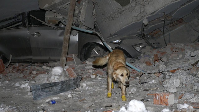 Chú chó cứu hộ ở Thổ Nhĩ Kỳ: Bị thương vẫn miệt mài tìm kiếm nạn nhân động đất - Ảnh 3.