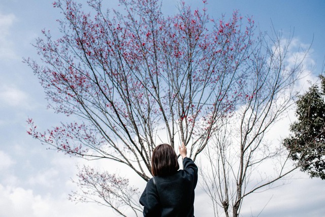 Ta Xua is surprisingly beautiful in the colorful peach blossom season among the sea of ​​​​clouds, the virtual life enthusiasts are excited to go on a photo hunt - Photo 18.