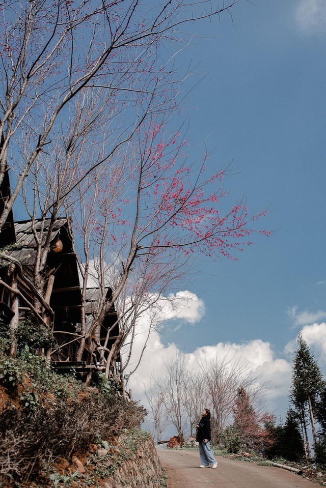 Ta Xua is surprisingly beautiful in the colorful peach blossom season among the sea of ​​​​clouds, the virtual life enthusiasts are excited to go on a photo hunt - Photo 17.