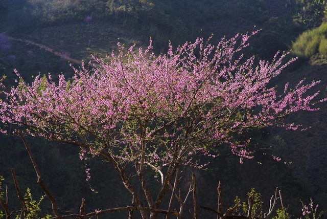 Ta Xua is surprisingly beautiful in the colorful peach blossom season among the sea of ​​​​clouds, the virtual life enthusiasts are excited to go on a photo hunt - Photo 15.