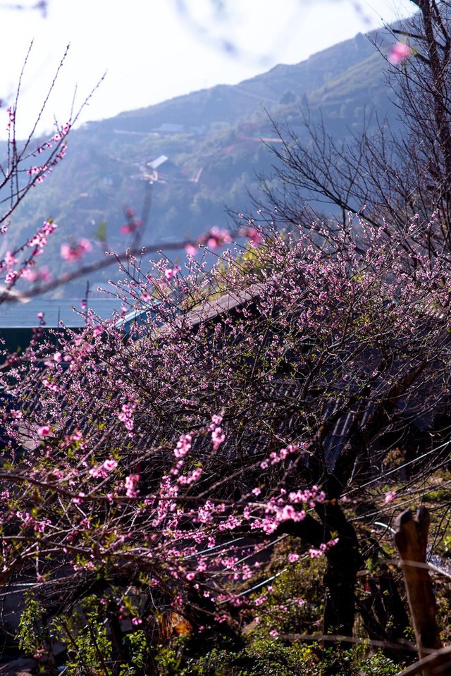 Ta Xua is surprisingly beautiful in the colorful peach blossom season in the sea of ​​​​clouds, the virtual life enthusiasts are excited to go on a photo hunt - Photo 14.