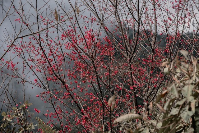 Ta Xua is surprisingly beautiful in the colorful peach blossom season among the sea of ​​​​clouds, the virtual life enthusiasts are excited to go on a photo hunt - Photo 12.