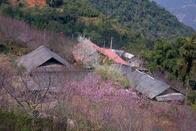 Ta Xua is surprisingly beautiful in the colorful peach blossom season among the sea of ​​​​clouds, the virtual life enthusiasts are excited to go on a photo hunt - Photo 6.