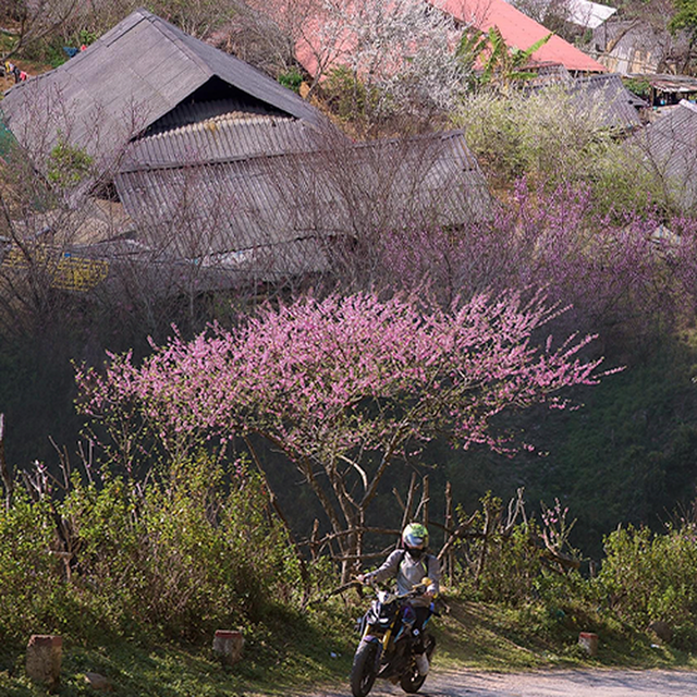 Ta Xua is surprisingly beautiful in the colorful peach blossom season among the sea of ​​​​clouds, the virtual life enthusiasts are excited to go on a photo hunt - Photo 5.