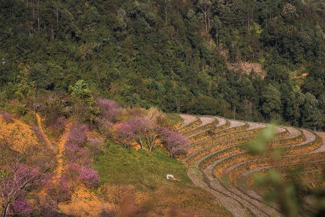 Ta Xua is surprisingly beautiful in the colorful peach blossom season among the sea of ​​​​clouds, the virtual life enthusiasts are excited to go on a photo hunt - Photo 2.