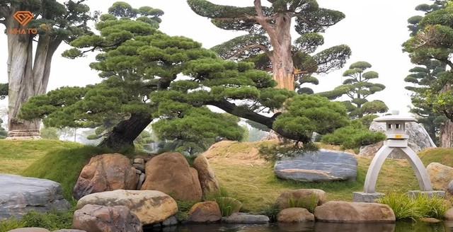 Bên trong vườn tùng la hán 11.000 m2 tại Hà Nội: 3.000 cây đưa về từ Nhật Bản, có cây 700 tuổi khiến người Nhật tiếc nuối - Ảnh 2.