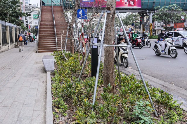 Cận cảnh hàng ghế đá dưới cây hoa sữa cổ thụ trên đường đẹp nhất Hà Nội - Ảnh 6.