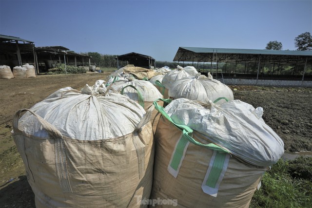 Cận cảnh trang trại nuôi trâu lớn nhất Hà Tĩnh - Ảnh 12.