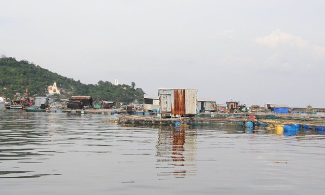 Kiên Giang: Hàu, cá mú chết hàng loạt, người dân như ngồi trên đống lửa - Ảnh 1.