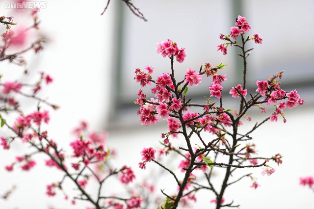 Ngắm hoa anh đào Nhật Bản khoe sắc ở Hà Nội - Ảnh 4.