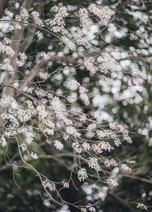 Young people are eager to hunt for places where the flowers bloom early, showing off their pure white color in the heart of the capital - Photo 4.