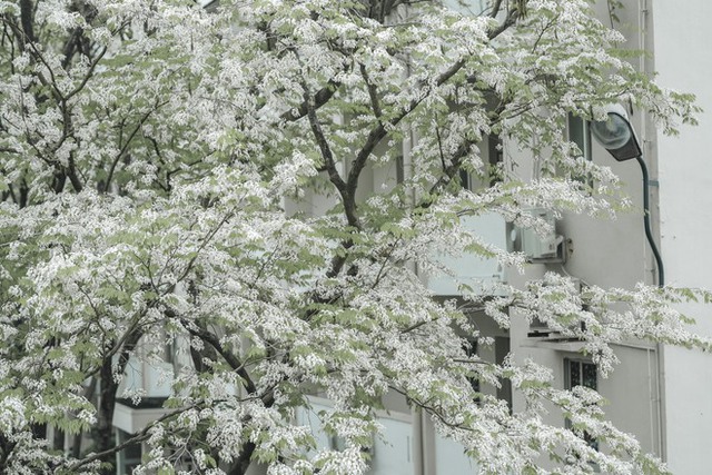 Young people eagerly hunted for places where the flowers bloomed early, showing off their pure white color in the heart of the capital - Photo 13.