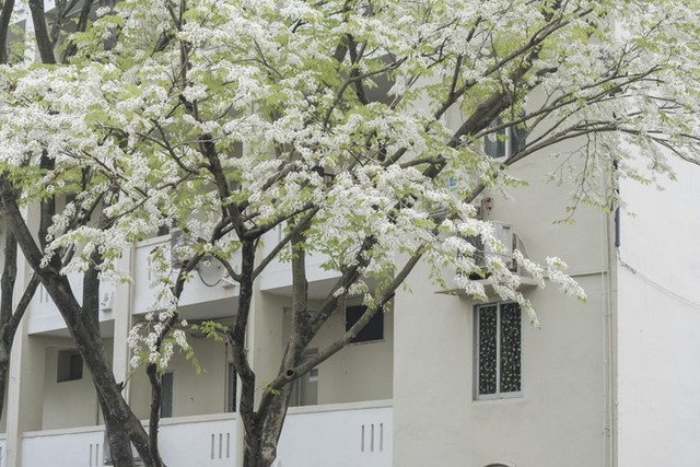 Young people are eager to hunt for places where the flowers bloom early, showing off their pure white color in the heart of the capital - Photo 10.