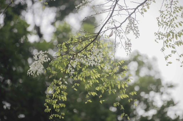 Young people are eager to hunt for places where the flowers bloom early, showing off their pure white color in the heart of the capital - Photo 8.