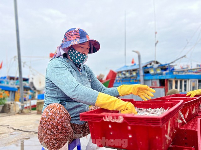 Một đêm ra khơi ngư dân Quảng Ngãi sắm được... 1 chỉ vàng - Ảnh 17. Một đêm ra khơi ngư dân Quảng Ngãi sắm được... 1 chỉ vàng - Ảnh 17.