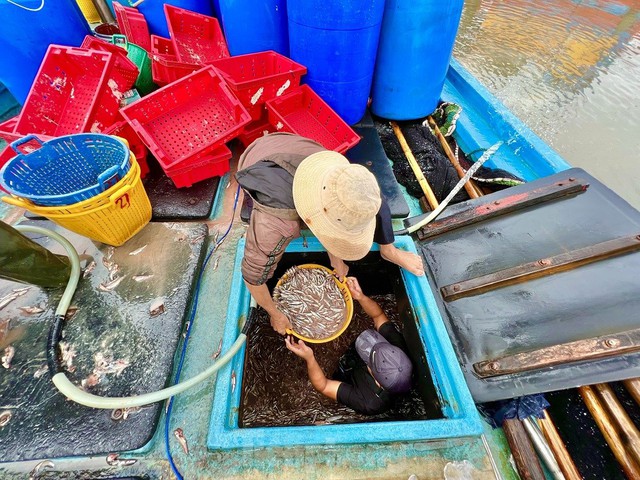 Một đêm ra khơi ngư dân Quảng Ngãi sắm được... 1 chỉ vàng - Ảnh 9.