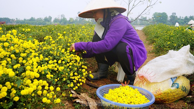 Bội thu khi dân bỏ cúc thường, trồng hoa cúc chi làm trà - Ảnh 3. Bội thu khi dân bỏ cúc thường, trồng hoa cúc chi làm trà - Ảnh 3.