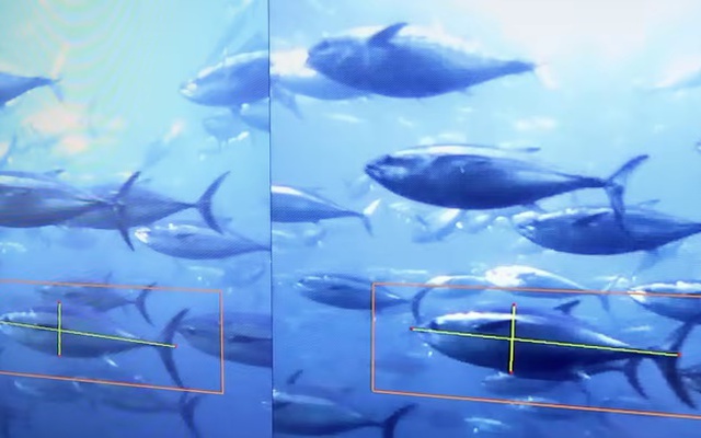 Nhật Bản thử nghiệm một hệ thống sử dụng máy quay video và AI để đo kích thước của cá, nhờ đó nông dân có thể lập kế hoạch cho ăn tốt hơn. Ảnh: asia.nikkei.com