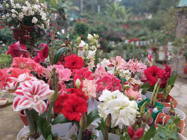 Khu vườn hơn 50 loài hoa đua nhau khoe sắc, rau quả tốt tươi ở Yên Bái - Ảnh 10.