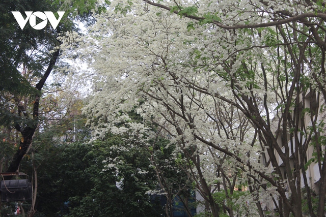 Ngẩn ngơ trước vẻ đẹp của mùa hoa tháng 2 ở Hà Nội - Ảnh 7.