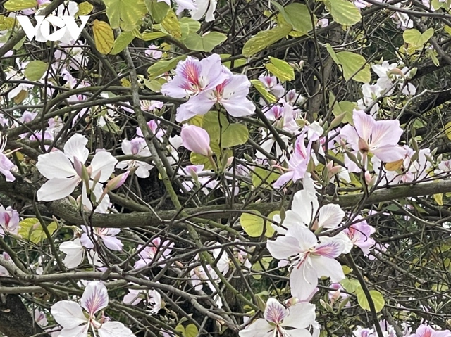 Ngẩn ngơ trước vẻ đẹp của mùa hoa tháng 2 ở Hà Nội - Ảnh 4.