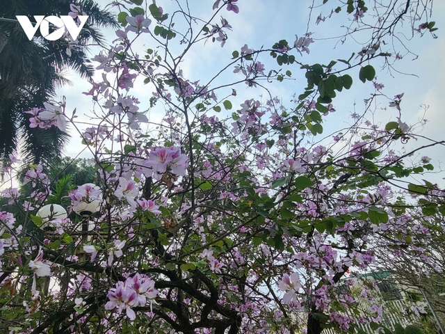 Ngẩn ngơ trước vẻ đẹp của mùa hoa tháng 2 ở Hà Nội - Ảnh 2.