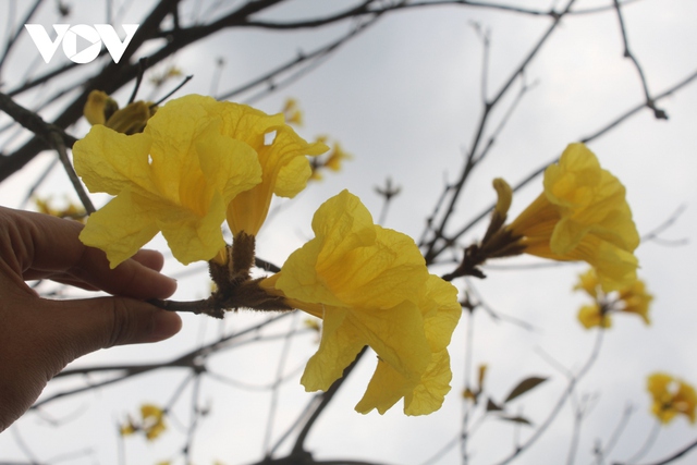 Ngẩn ngơ trước vẻ đẹp của mùa hoa tháng 2 ở Hà Nội - Ảnh 14.