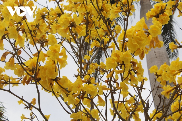 Ngẩn ngơ trước vẻ đẹp của mùa hoa tháng 2 ở Hà Nội - Ảnh 12.