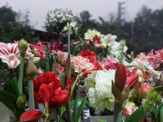 Khu vườn hơn 50 loài hoa đua nhau khoe sắc, rau quả tốt tươi ở Yên Bái - Ảnh 4.