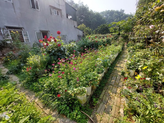 Khu vườn hơn 50 loài hoa đua nhau khoe sắc, rau quả tốt tươi ở Yên Bái - Ảnh 2.