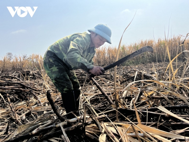 Liên tục xảy ra cháy mía, nông dân Gia Lai như ngồi trên đống lửa - Ảnh 1.