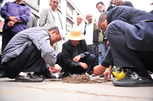 Ngành công nghiệp tỉ NDT ở Trung Quốc: Giả lập môi trường Tây Tạng chỉ để nuôi nấm, 1 hộp thành phẩm cao cấp biếu sếp giá lên tới 100 triệu đồng - Ảnh 3.