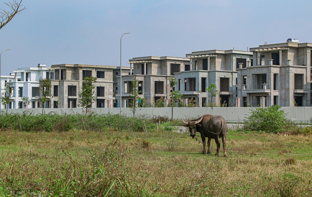 [Photo Essay] Sắp lên thành phố phía Bắc Hà Nội, khu vực Làng biệt thự Mê Linh hiện nay ra sao? - Ảnh 7.