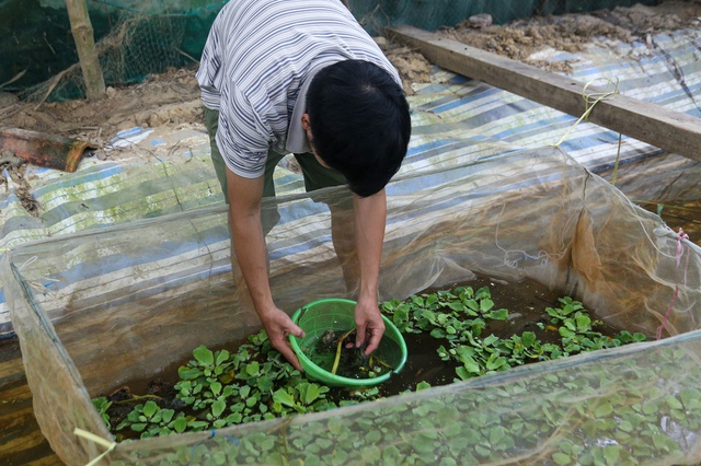 Thất nghiệp, hướng dẫn viên du lịch về quê nuôi ốc kiếm hơn 30 triệu đồng/tháng, sở hữu trại ốc lớn nhất Quảng Nam - Ảnh 10.