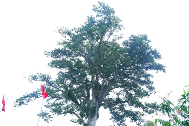 Vẻ đẹp kỳ thú ‘có một không hai’ của cây sui cổ thụ xứ Nghệ - Ảnh 9.