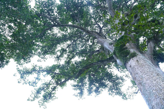 Vẻ đẹp kỳ thú ‘có một không hai’ của cây sui cổ thụ xứ Nghệ - Ảnh 8.