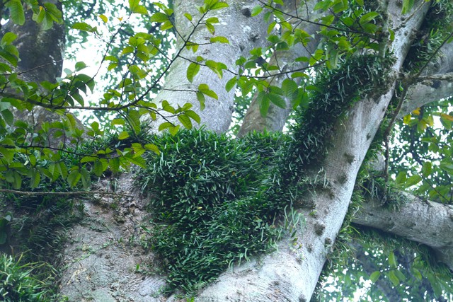 Vẻ đẹp kỳ thú ‘có một không hai’ của cây sui cổ thụ xứ Nghệ - Ảnh 7.