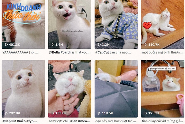 Những chú mèo nổi tiếng nhất TikTok, bất đắc dĩ giúp chủ “hái ra tiền” - Ảnh 3.