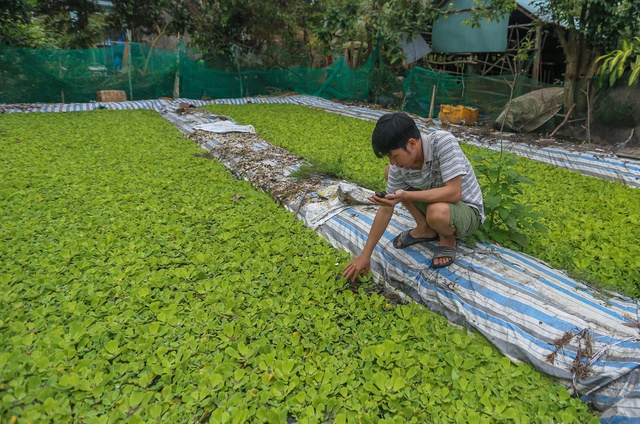 Thất nghiệp, hướng dẫn viên du lịch về quê nuôi ốc kiếm hơn 30 triệu đồng/tháng, sở hữu trại ốc lớn nhất Quảng Nam - Ảnh 6.