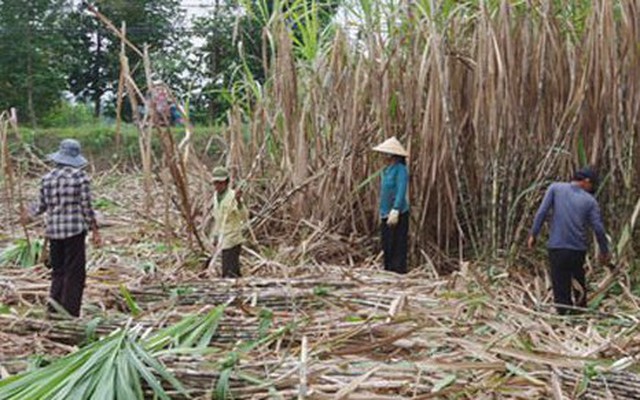 Nhà máy đường lo thiếu nguyên liệu