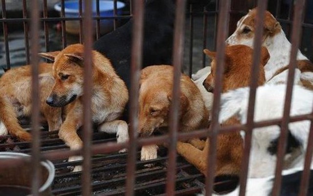 Công cụ báo cáo hoạt động buôn bán thịt chó và mèo ở Quảng Nam và Đà Nẵng kết quả ra sao?