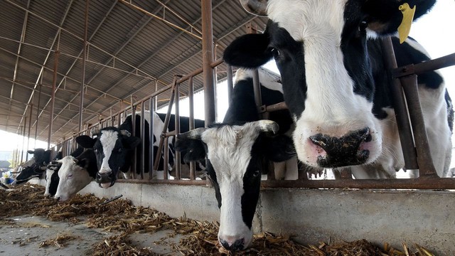 Trung Quốc nhân bản thành công ‘bò khổng lồ’: Có con nặng tới 1.400kg, sản xuất 18 tấn sữa/năm, 100 tấn sữa suốt vòng đời - Ảnh 2.