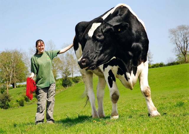 Trung Quốc nhân bản thành công ‘bò khổng lồ’: Có con nặng tới 1.400kg, sản xuất 18 tấn sữa/năm, 100 tấn sữa suốt vòng đời - Ảnh 1.