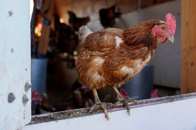 Người dân Mỹ đau đầu vì giá trứng tăng mạnh, phong trào nuôi gà tự cung tự cấp nở rộ - Ảnh 3.