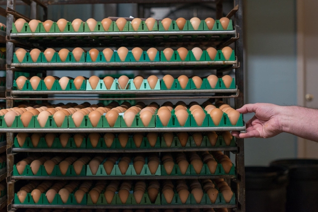 Người dân Mỹ đau đầu vì giá trứng tăng mạnh, phong trào nuôi gà tự cung tự cấp nở rộ - Ảnh 1.