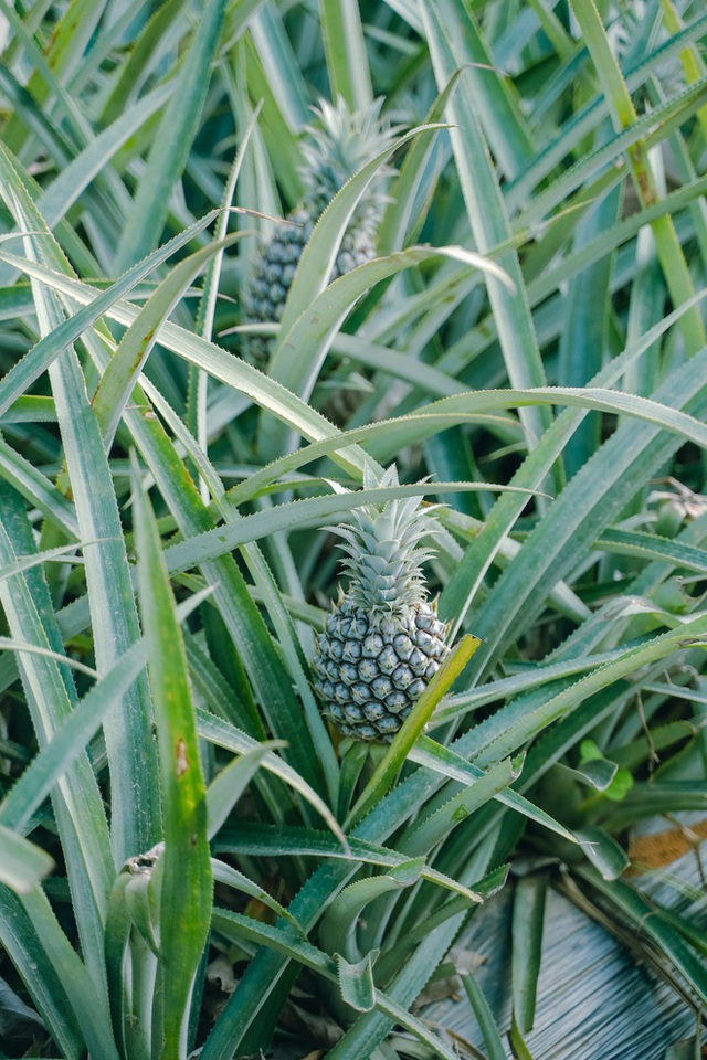 The pineapple season has not yet come, but young people everywhere have invited each other to check-in the romantic pineapple hill in Ninh Binh - Photo 6.