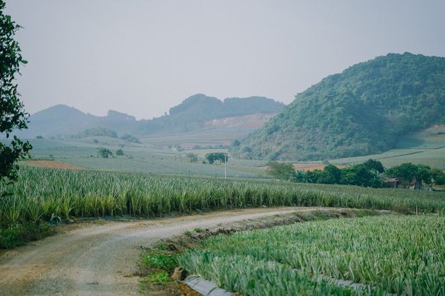 The pineapple season has not yet come, but young people everywhere have invited each other to check-in the romantic pineapple hill in Ninh Binh - Photo 4.