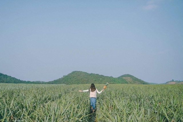 The pineapple season has not yet come, but young people everywhere have invited each other to check-in the romantic pineapple hill in Ninh Binh - Photo 3.